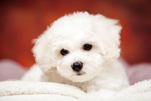 Nahaufnahme Portrait Von Bolognese Dog — Stockfoto