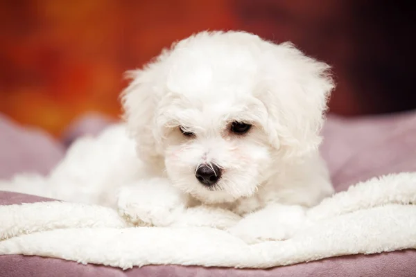 Nahaufnahme Portrait Von Bolognese Dog — Stockfoto