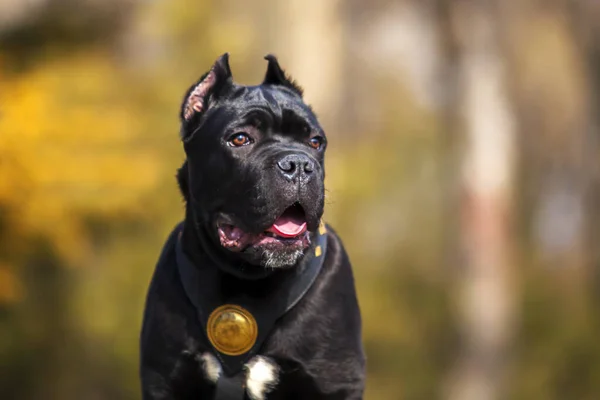 Adult Cane Corso Dog Outdoor Portrait — Stock Photo, Image