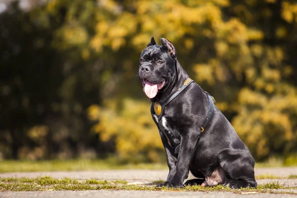 Adulte Canne Corso Chien Portrait Extérieur — Photo