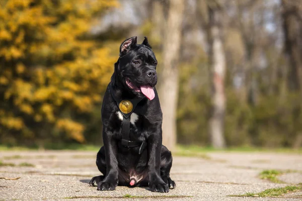 Открытый Портрет Взрослой Тростниковой Собаки — стоковое фото