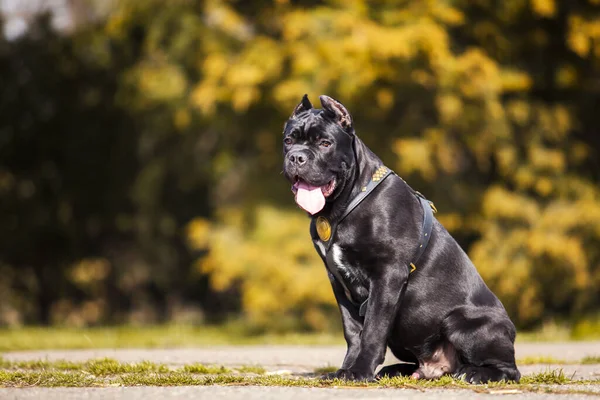 Adult Cane Corso Dog Outdoor Portrait — Stock Photo, Image