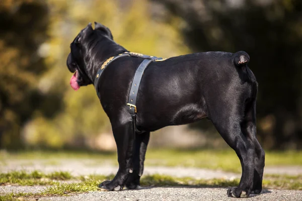 Adulto Bastón Corso Perro Retrato Aire Libre —  Fotos de Stock