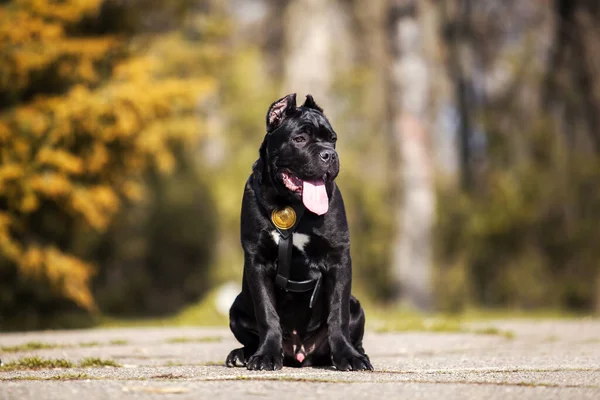 Vuxen Sockerrör Corso Hund Utomhus Porträtt — Stockfoto