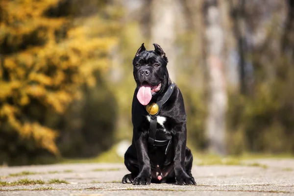 Adulto Cana Corso Cão Livre Retrato — Fotografia de Stock