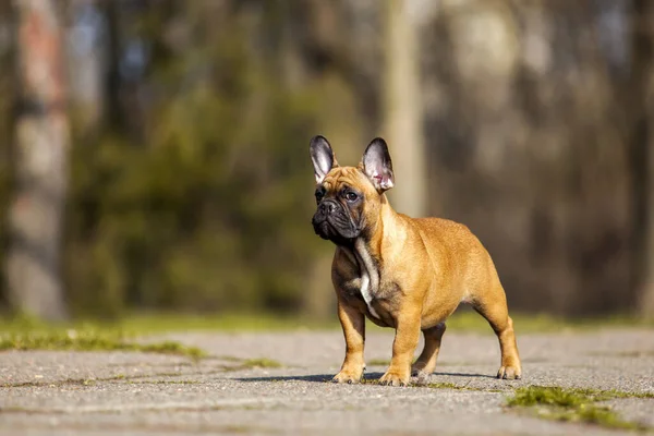 Yetişkin Erkek Buldog — Stok fotoğraf