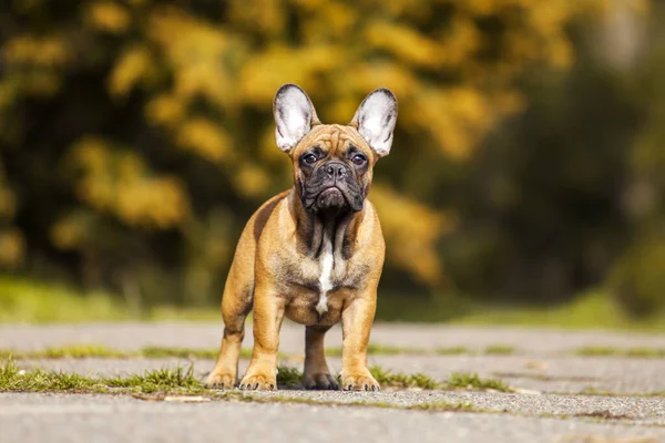 Felnőtt Férfi Francia Bulldog — Stock Fotó