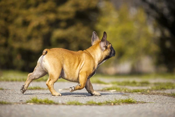 Erwachsene Männliche Französische Bulldogge — Stockfoto