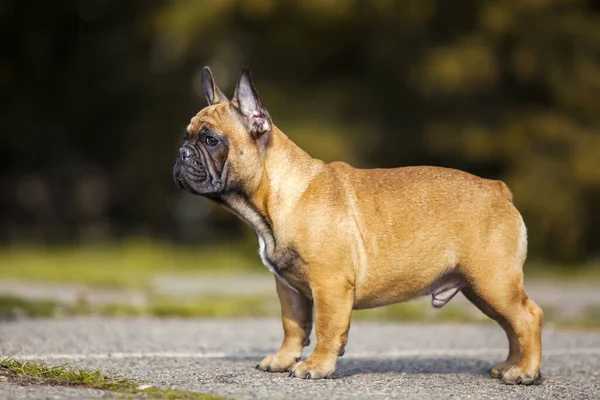 Erwachsene Männliche Französische Bulldogge — Stockfoto