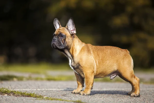 Adulto Maschio Francese Bulldog — Foto Stock