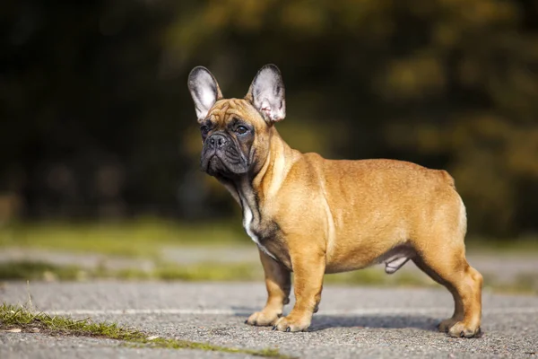 Yetişkin Erkek Buldog — Stok fotoğraf