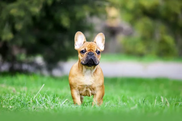 Outdoor Portrait Cute French Bulldog Puppy — Stock Photo, Image