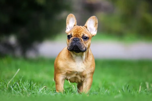 Retrato Aire Libre Lindo Bulldog Francés Cachorro — Foto de Stock