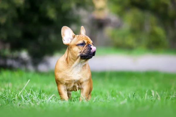 Odkryty Portret Uroczy Francuski Buldog Szczeniak — Zdjęcie stockowe