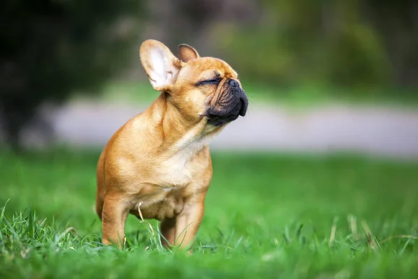 Außenporträt Der Niedlichen Französischen Bulldogge Welpe — Stockfoto