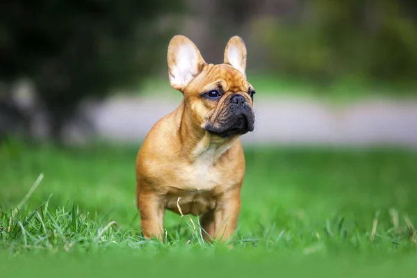 Retrato Aire Libre Lindo Bulldog Francés Cachorro — Foto de Stock