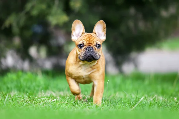 Retrato Aire Libre Lindo Bulldog Francés Cachorro — Foto de Stock