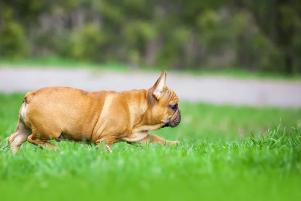 Außenporträt Der Niedlichen Französischen Bulldogge Welpe — Stockfoto