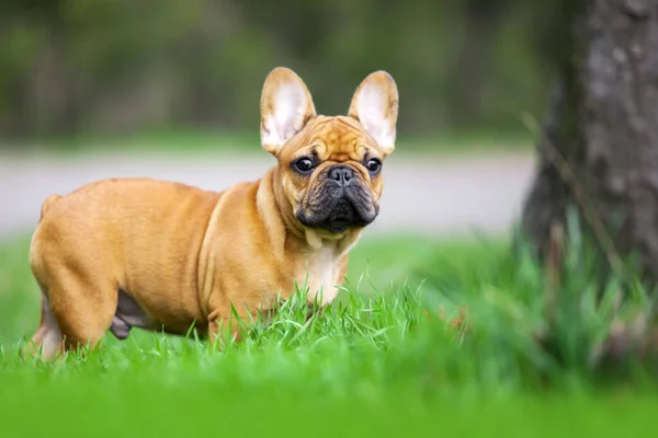 Livre Retrato Bonito Francês Bulldog Filhote Cachorro — Fotografia de Stock