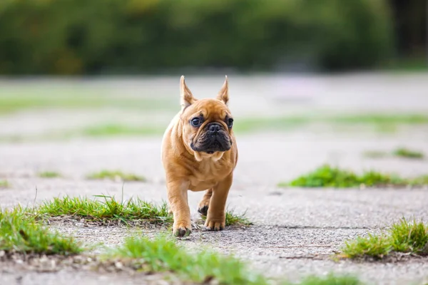 Utomhus Porträtt Söt Fransk Bulldogg Valp — Stockfoto