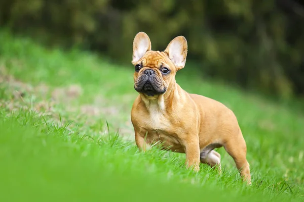 Outdoor Portrait Cute French Bulldog Puppy — Stock Photo, Image