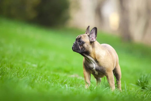 Außenporträt Der Niedlichen Französischen Bulldogge Auf Gras — Stockfoto