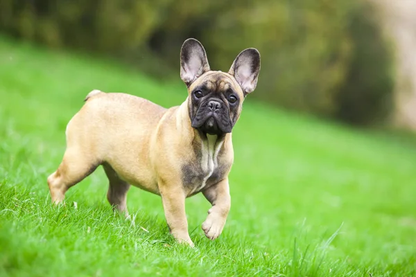 Udendørs Portræt Sød Fransk Bulldog Græs - Stock-foto