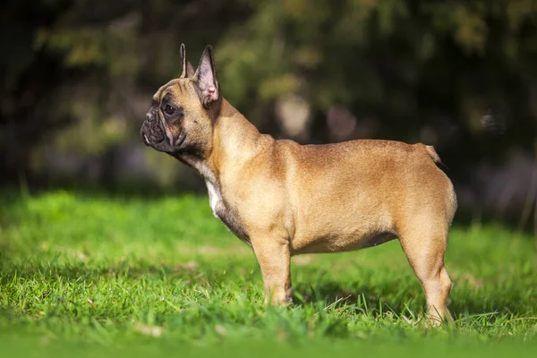 可爱的法国斗牛犬在草地上的户外肖像 — 图库照片