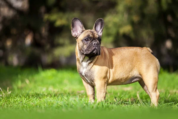 Szabadban Portré Aranyos Francia Bulldog Füvön — Stock Fotó
