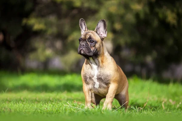 Außenporträt Der Niedlichen Französischen Bulldogge Auf Gras — Stockfoto