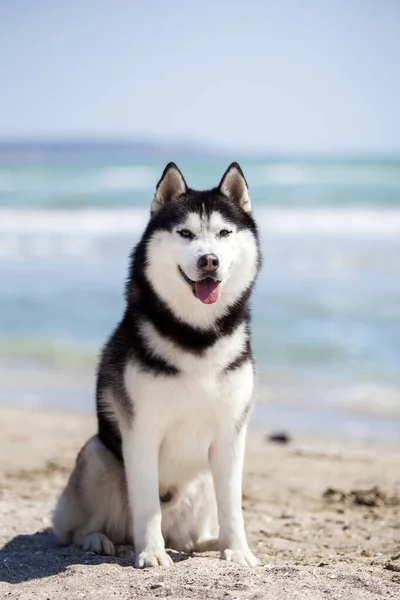 Primer Plano Retrato Husky Orilla Del Mar —  Fotos de Stock