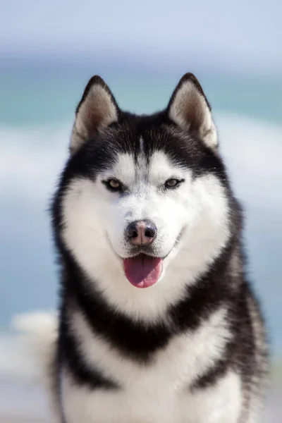 Portrait Cute Husky Dog — Stock Photo, Image