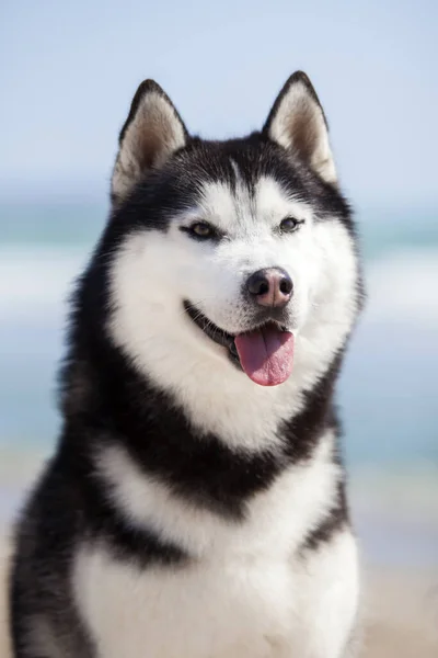 Retrato Cão Bonito Husky — Fotografia de Stock