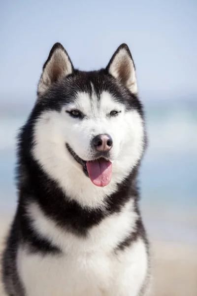 Portrait Cute Husky Dog — Stock Photo, Image