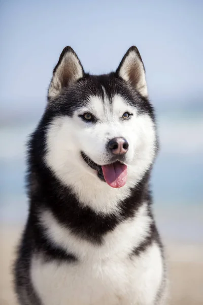 かわいいハスキー犬の肖像画 — ストック写真