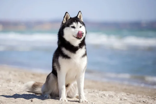 かわいいハスキー犬の肖像画 — ストック写真