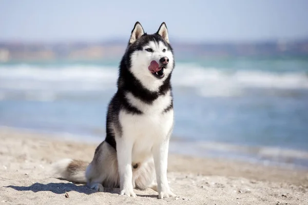 Portret Uroczego Psa Husky — Zdjęcie stockowe