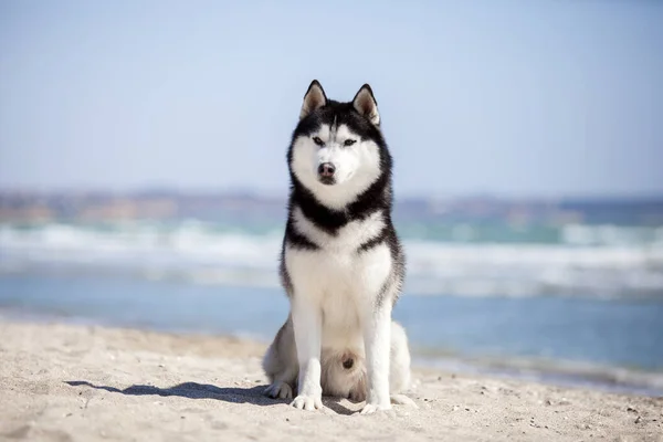 Retrato Perro Husky Lindo —  Fotos de Stock