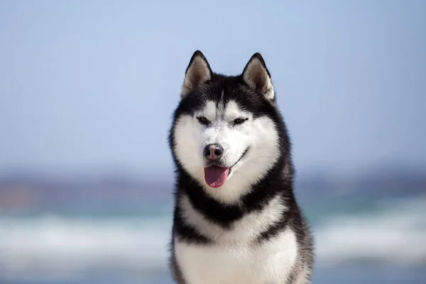 Porträtt Söt Husky Hund — Stockfoto