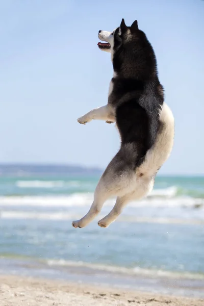 Yetişkin Köpek Deniz Kıyısında Eğleniyor — Stok fotoğraf