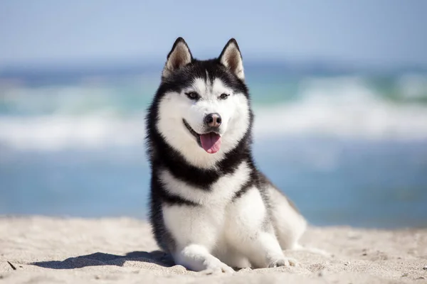 Dorosłych Husky Pies Zabawy Brzegu Morza — Zdjęcie stockowe