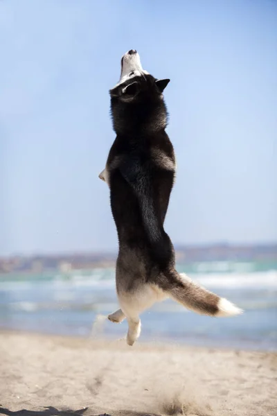 成年哈士奇犬在海滨玩乐 — 图库照片