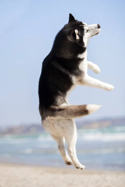 Yetişkin Köpek Deniz Kıyısında Eğleniyor — Stok fotoğraf