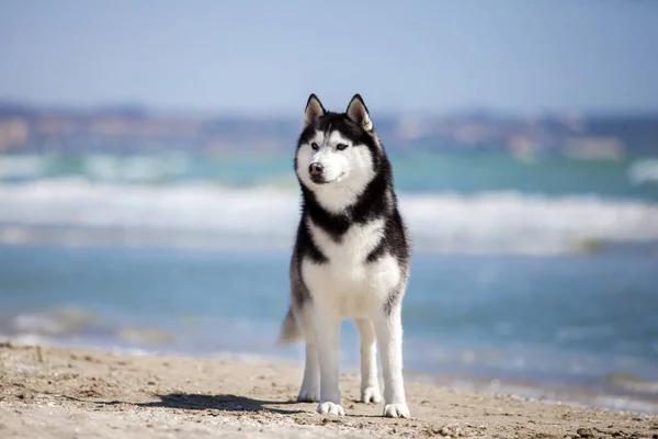 Perro Husky Adulto Divertirse Orilla Del Mar —  Fotos de Stock