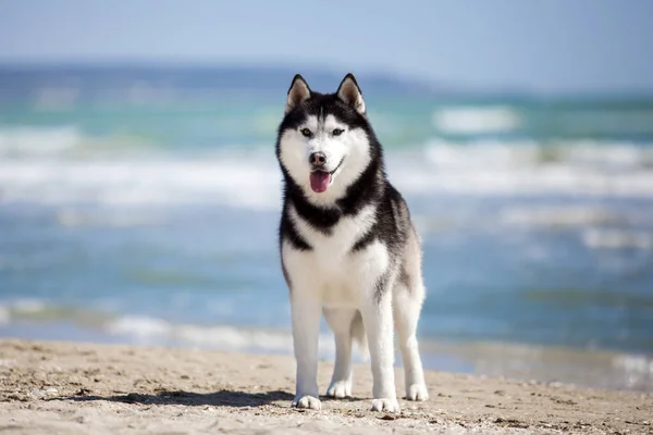 Adulto Husky Cão Divertindo Mar Costa — Fotografia de Stock