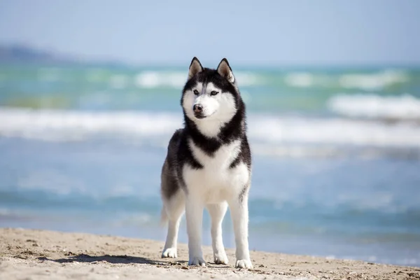 Yetişkin köpek deniz kıyısında eğleniyor.