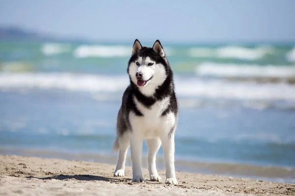 海岸で遊んでいる大人のハスキー犬 — ストック写真