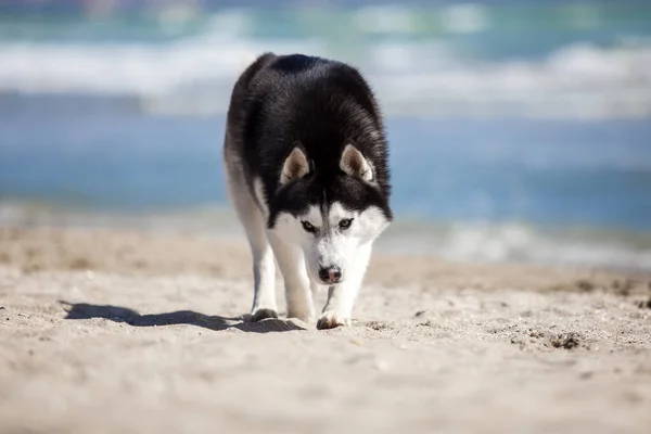 Chien Husky Adulte Amusant Sur Rivage Mer — Photo