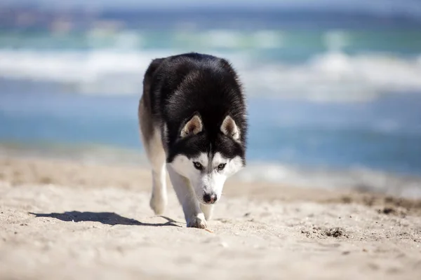 Adulto Husky Cão Divertindo Mar Costa — Fotografia de Stock