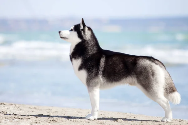 Perro Husky Adulto Divertirse Orilla Del Mar — Foto de Stock